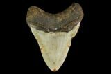 Fossil Megalodon Tooth - North Carolina #149421-2